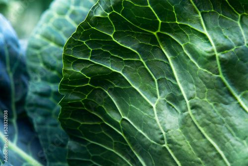Background in the form of a texture of a fresh cabbage leaf.
