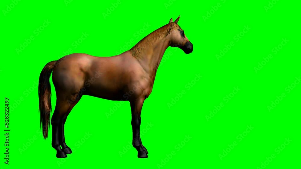Brown horse looking around green screen Brown horse looking around green screen