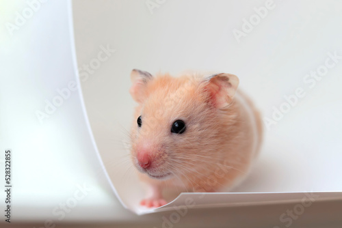 Cute Syrian hamster close-up on white background