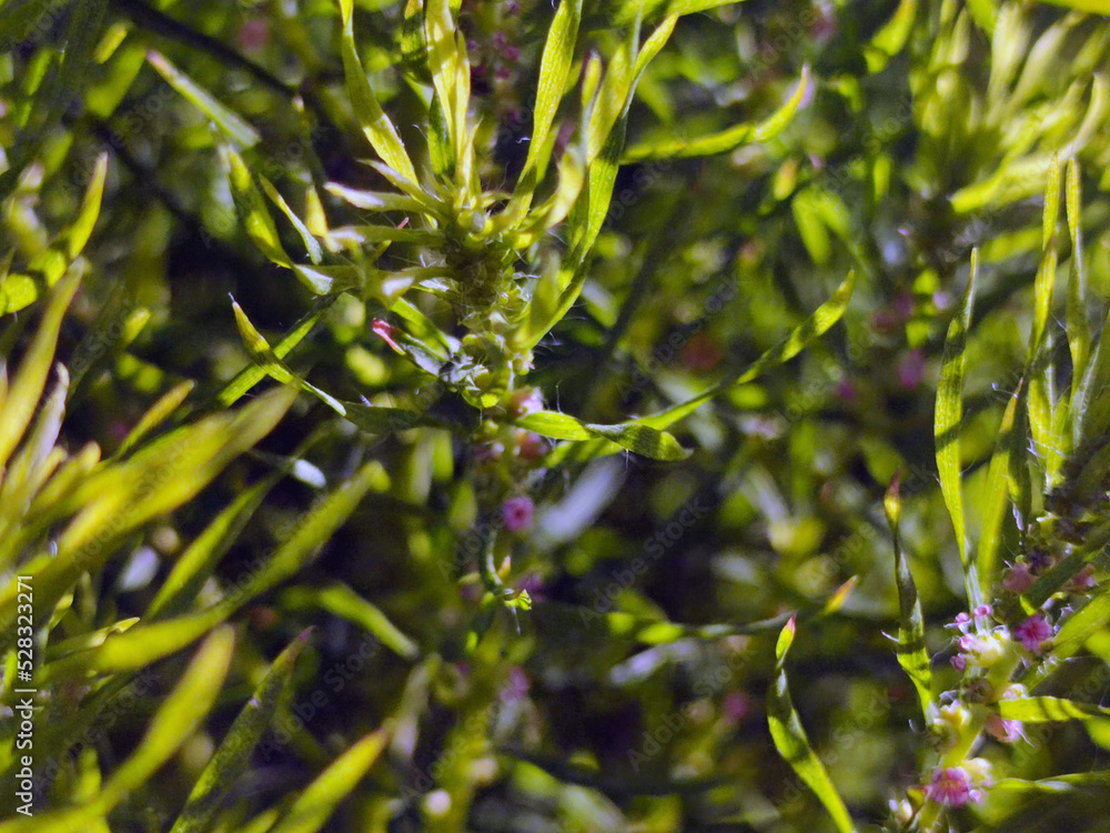 Kochia, a genus of plants in the haze family. Subshrubs or annual herbs with entire pubescent, lanceolate leaves and small flowers. Small green plant bush. Kochia, a genus of plants in the haze family. Subshrubs or annual herbs with entire pubescent, lanceolate leaves and small flowers. Small green plant bush.