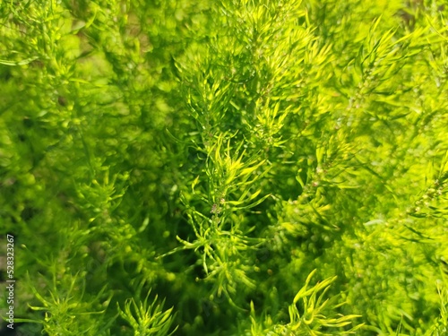 Kochia, a genus of plants in the haze family. Subshrubs or annual herbs with entire pubescent, lanceolate leaves and small flowers. Small green plant bush.