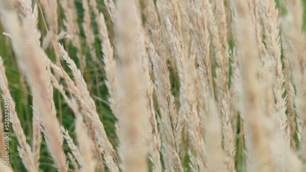 Light yellow tall grass. Against the background of green plants stand tall shoots on thin stems of pale yellow and pale brown. Herbaceous plant, withered, matured and withered. Light yellow tall grass. Against the background of green plants stand tall shoots on thin stems of pale yellow and pale brown. Herbaceous plant, withered, matured and withered.