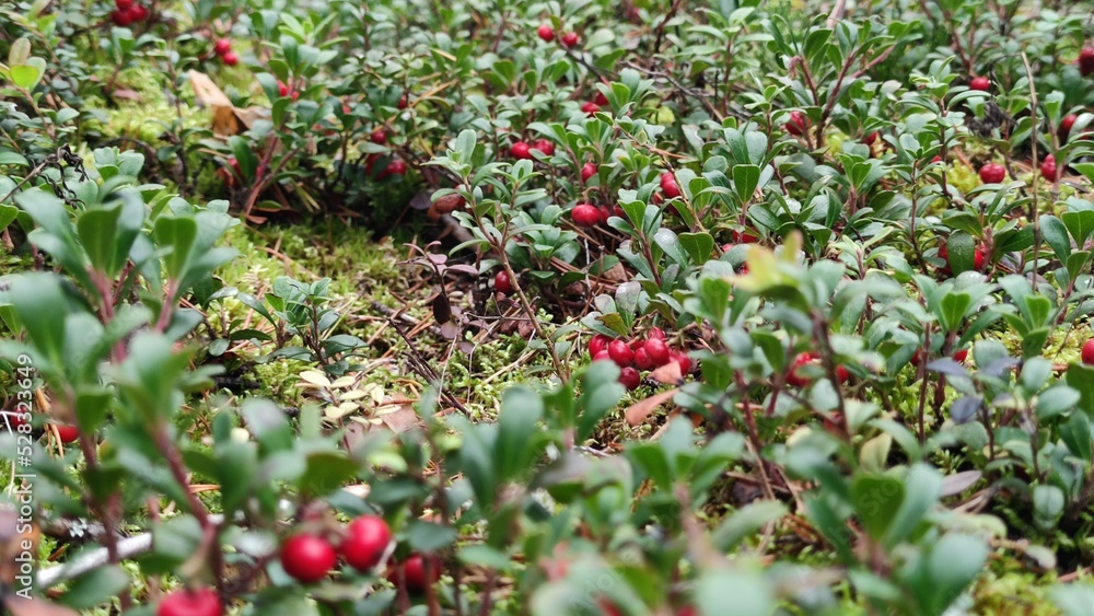 Red berries of wild cranberries. In the pine forest, small lingonberry bushes grew, they faded and red edible berries appeared on the branches. They have green small oval leaves.