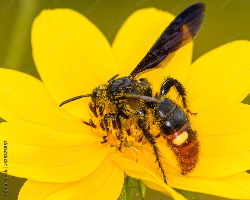 Scoliid Wasp 1 Scoliid Wasp 1