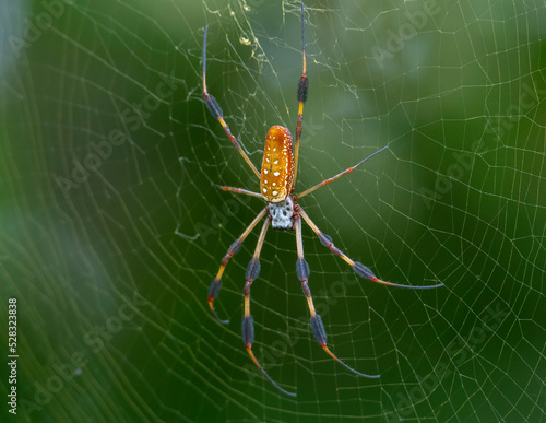 Yellow Silk Spider