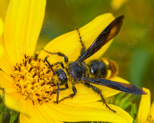 Scoliid Wasp 3 photo