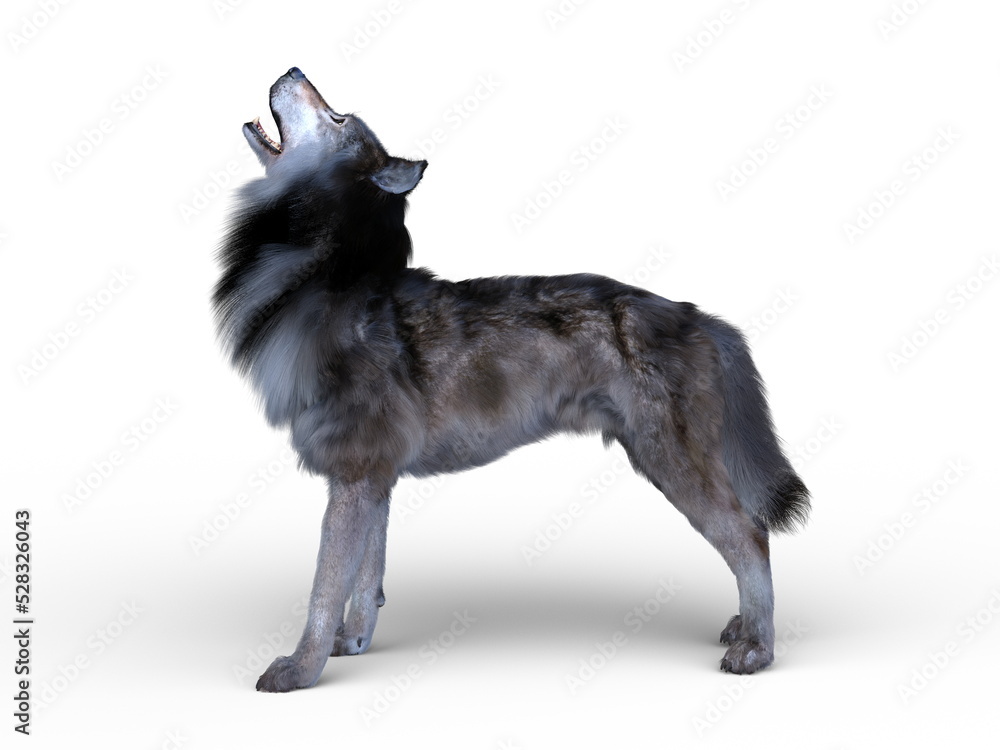 Obraz premium オオカミ