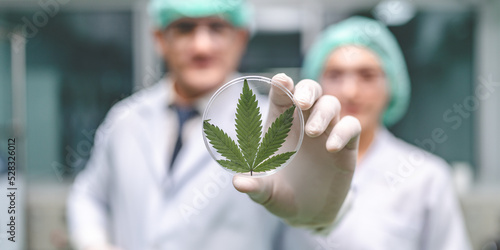 scientist checking hemp plants in a weed greenhouse. Concept of herbal alternative medicine, cbd oil, pharmaceptical industry photo