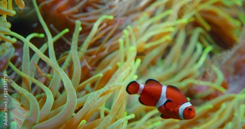Large group of clownfish swim in anemones on coral reef. Red Sea or two-banded anemonefish. Marine fish feeds on algae and zooplankton in aquarium. Family Pomacentridae. Close-up high quality footage. photo