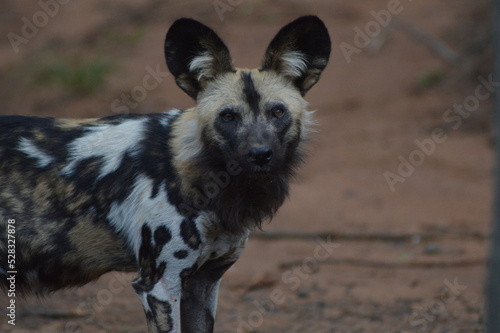 Portrait of an African wild dog in Kruger national park