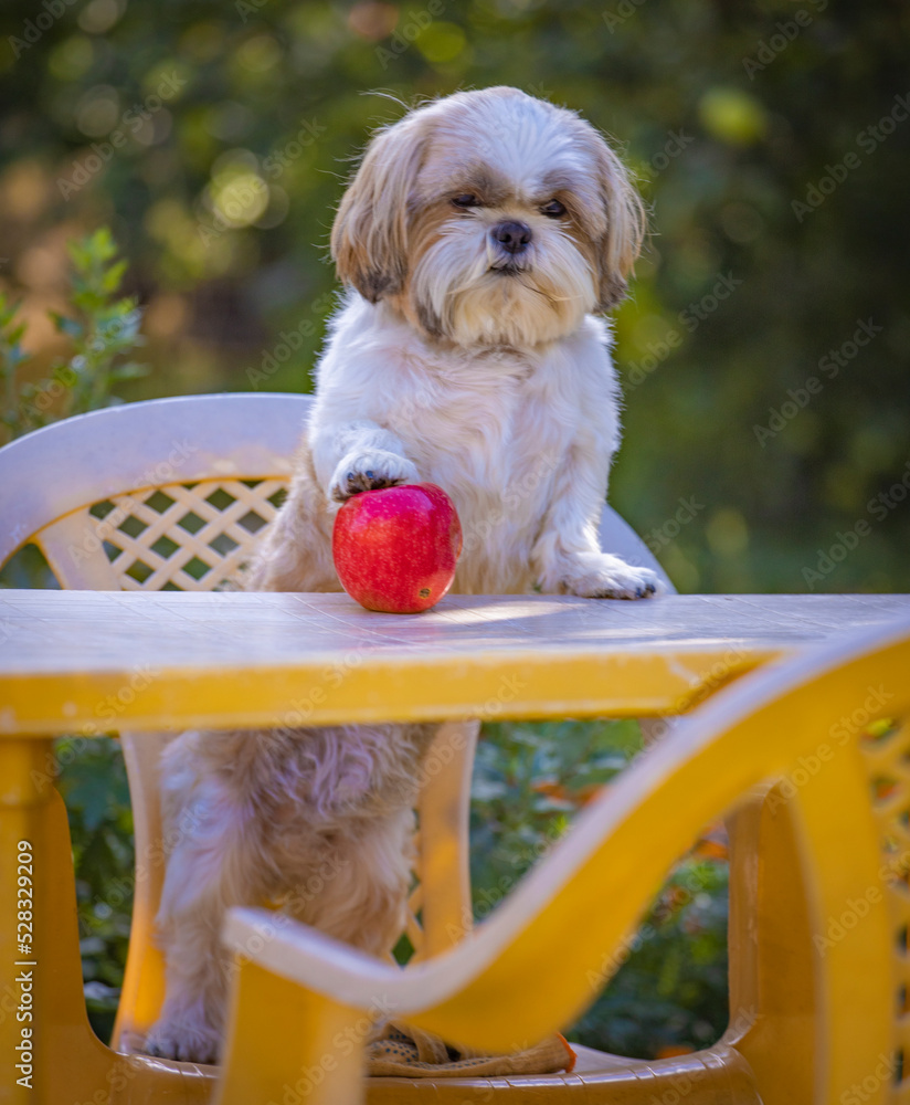 Apple sales apso dog