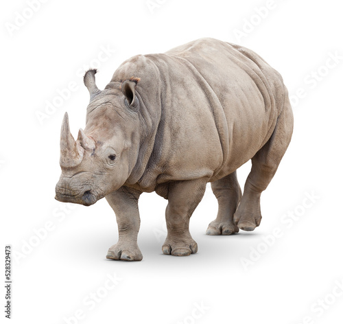 Transparent PNG of Single Large Rhinoceros.