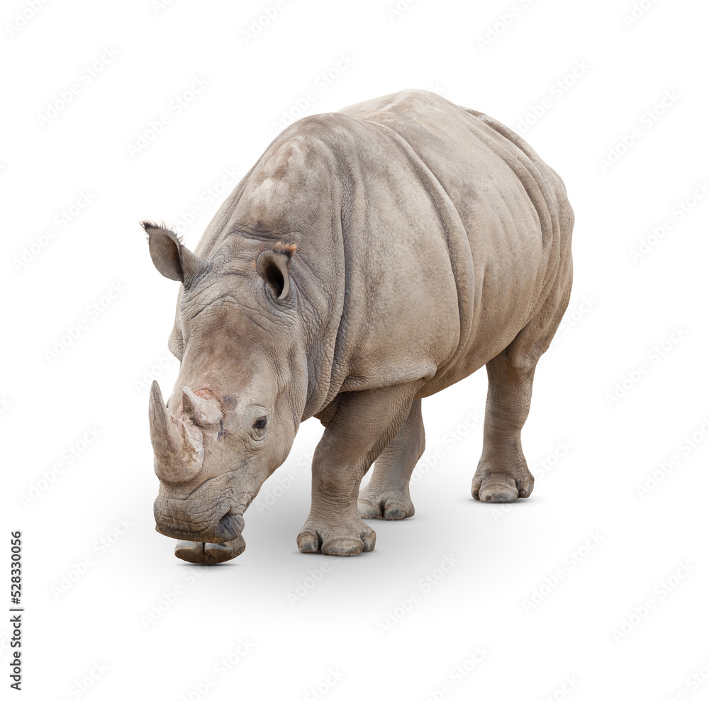 Obraz premium Transparent PNG of Single Large Rhinoceros.
