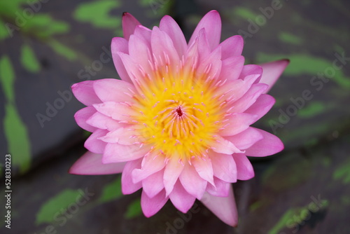 Pink beautiful water lily 