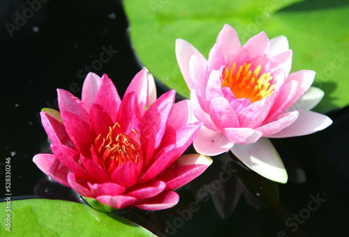 Pink beautiful water lily 