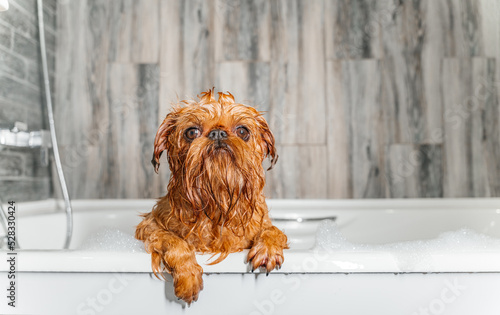 Wet dog. Brussels Griffon in the bathroom. Groomer washes the dog.