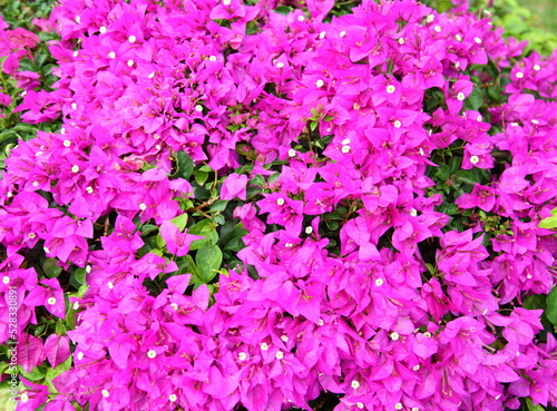 Pink Bougainvillea flower 