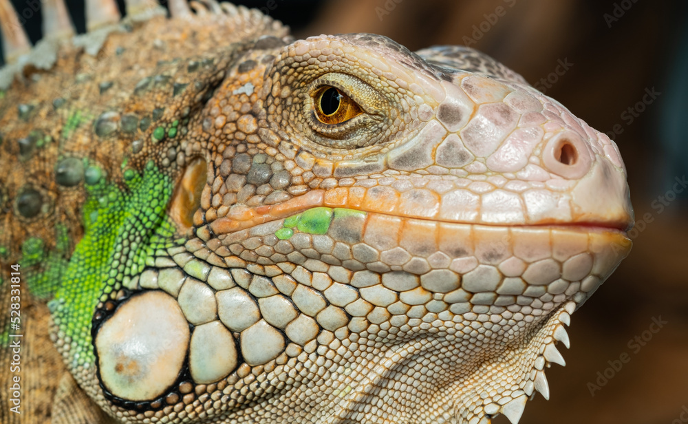 lizard, animal, green lizard with blur background lizard, animal, green lizard with blur background