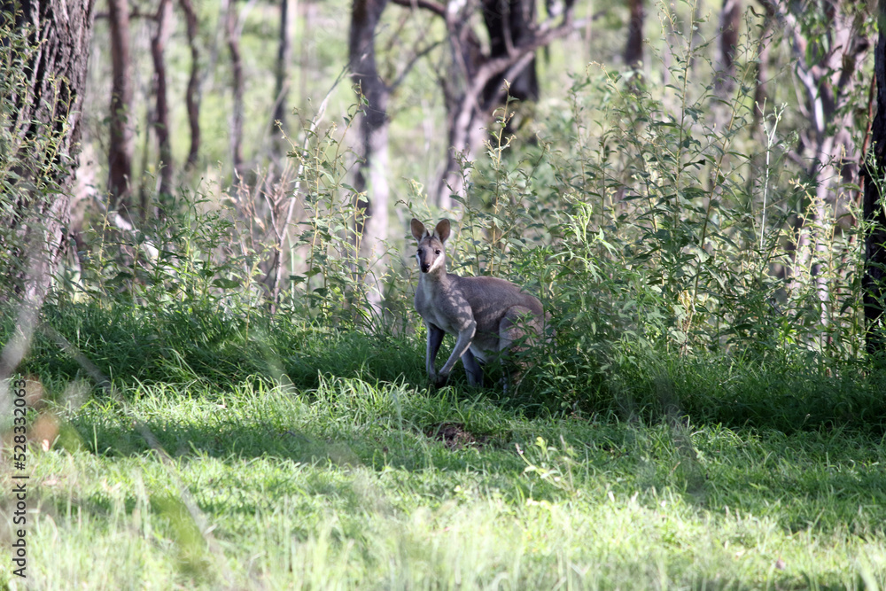 Wallaby kangaroo in the Australian bush Wallaby kangaroo in the Australian bush