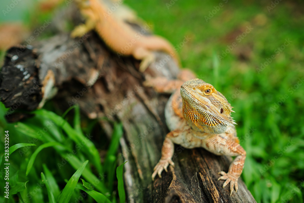bearded dragon on ground with blur background bearded dragon on ground with blur background