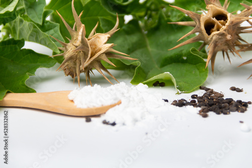 burundanga seeds, leaves, capsules and powder photo