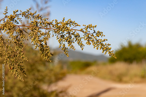 wild artemisia annua plants in the mountains photo
