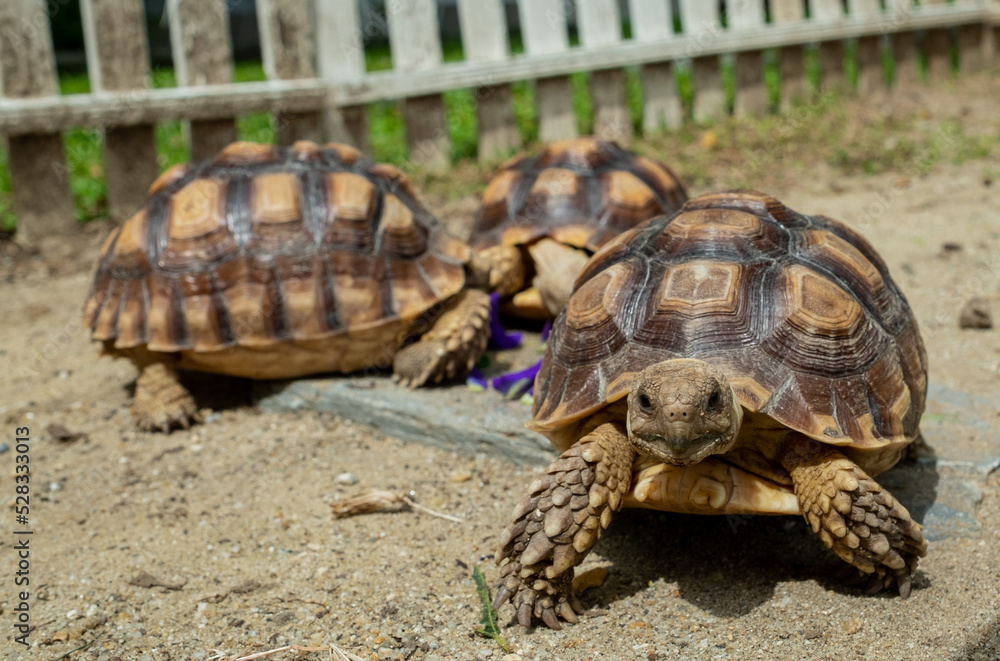 three Sucata tortoise on the ground three Sucata tortoise on the ground