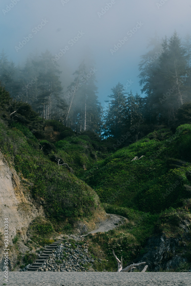 Coastal Forest Path Coastal Forest Path