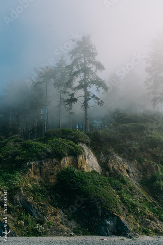 Coastal Cliffside Forest