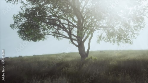 Wallpaper Mural big tree on the African Savanna in Serengeti national park of Tanzania Torontodigital.ca