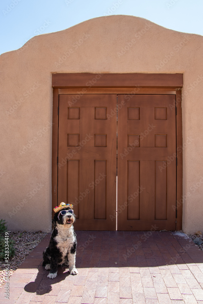 Naklejka premium Portuguese Water Dog at wearing a sombrero and sunglasses infront of a wooden door in New Mexico