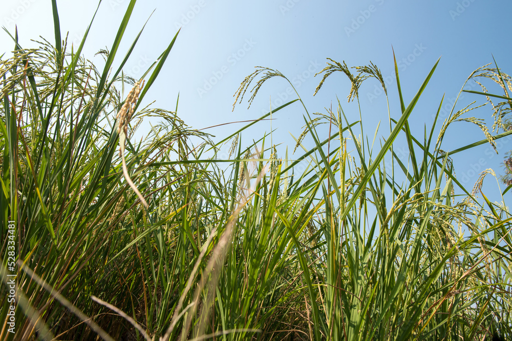 Naklejka premium Fresh ear of rice on nature background.