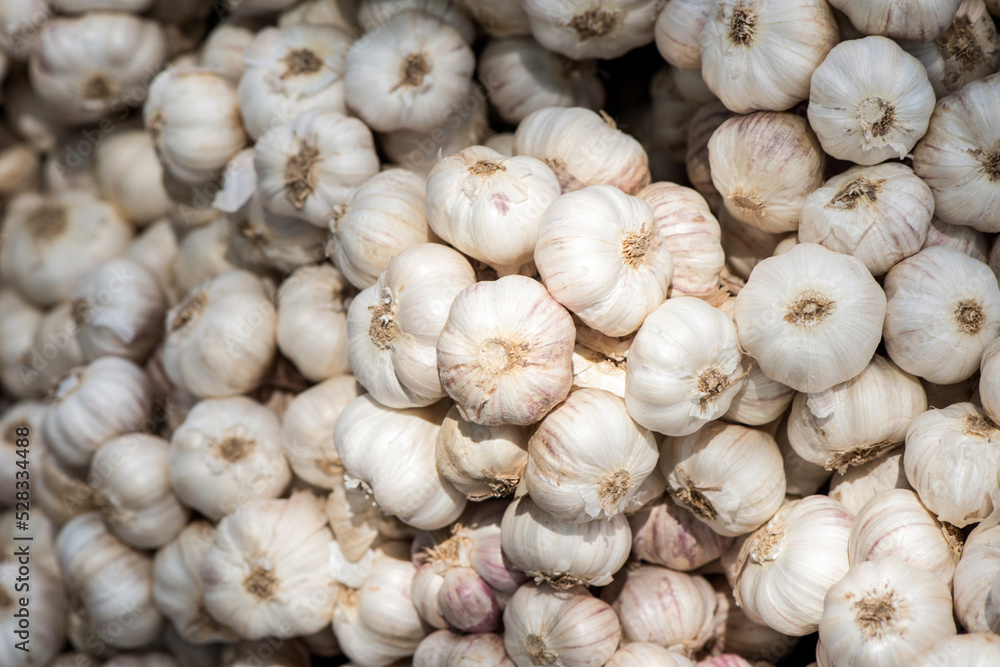 Garlic or Allium sativum on nature background. Garlic or Allium sativum on nature background.