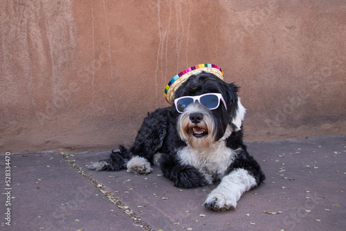 Portuguese Water Dog wearing a sombrero and sunglasses