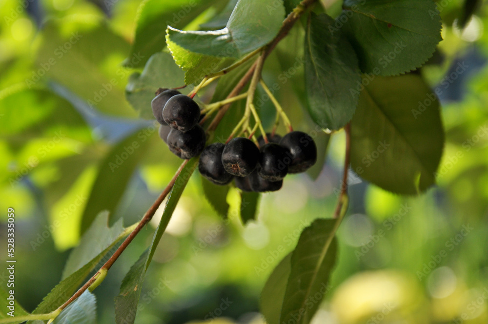 aronia black berries aronia black berries