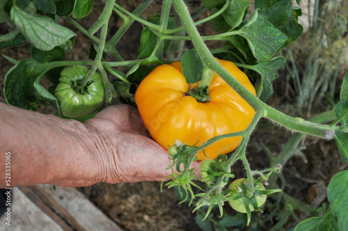 hand holding a yellow tomato on brunch 