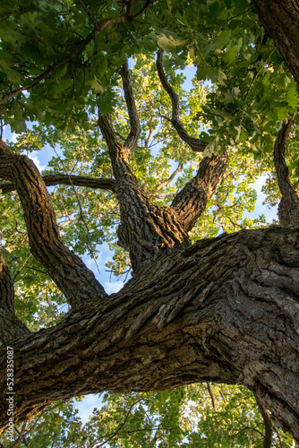 looking up the trunk of an oak tree at branches and leaves