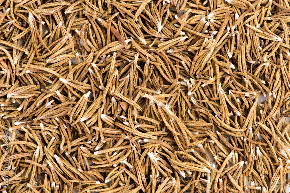 Texture and surface with dried rosemary background.top view. Texture and surface with dried rosemary background.top view.