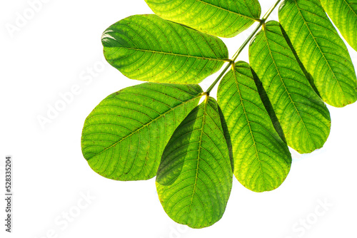 Acapula  green leaves isolated on white background.top view.