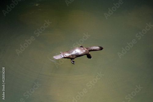 Platypus swimming in a river at Eungella National Park in Queensland, Australia