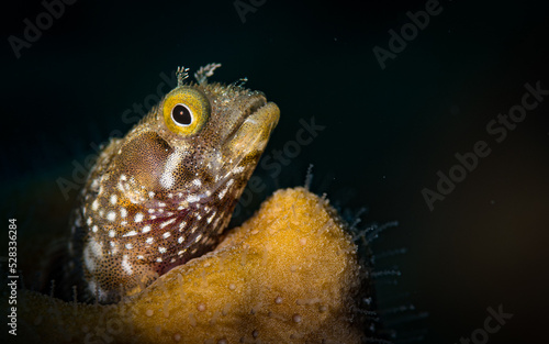 Spinyhead blenny  Acanthemblemaria spinosa  Spotted drum on the Carib Cargo dive site  off the Dutch Caribbean island of Sint Maarten