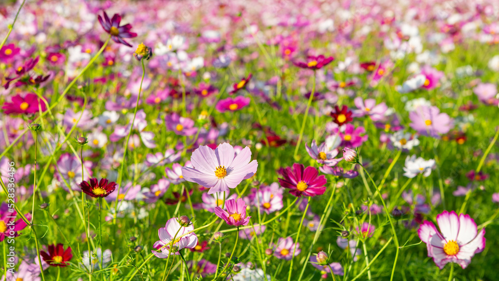 코스모스, 가을, 꽃, Cosmos,flowers 코스모스, 가을, 꽃, Cosmos,flowers