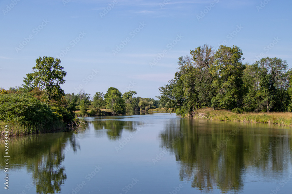 Trees reflecting in the water on a summer day