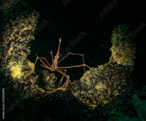 Yellowline Arrowcrab (Stenorhynchus seticornis) on the Little Bay dive site, off the Dutch Caribbean island of Sint Maarten photo