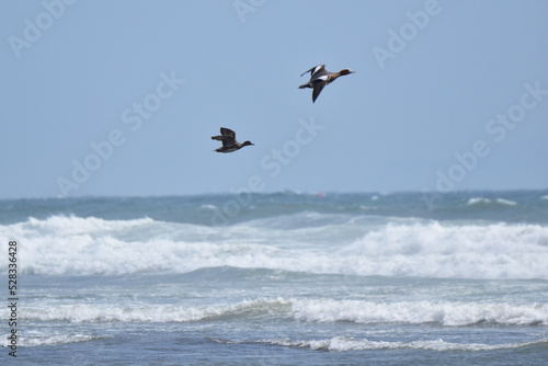 荒れた海を飛ぶ二羽のヒドリガモ