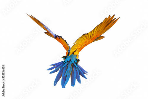 Colorful feathers on the back of macaw parrot. Blue and gold macaw parrot
