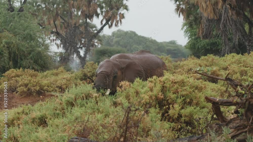 Baby Elephant Eating Green Plants In Forest During Rainy Season - Nairobi, Kenya Baby Elephant Eating Green Plants In Forest During Rainy Season - Nairobi, Kenya