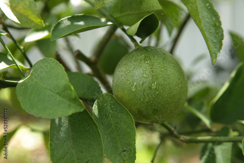 farm organic green lemon fruit on the tree close-up
