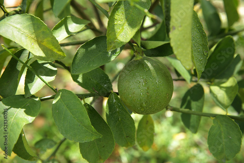 organic lemon fruit on lemon tree close up