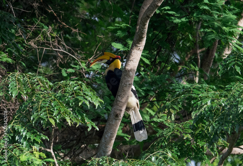 Great Hornbill (Buceros bicornis) A hornbill on a tall tree eats the young of a ripe banyan tree. 